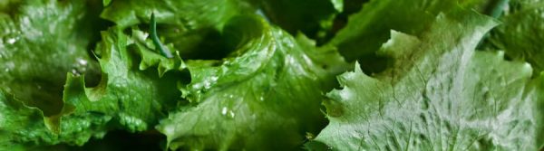 Salad greens :: Living FODMAP